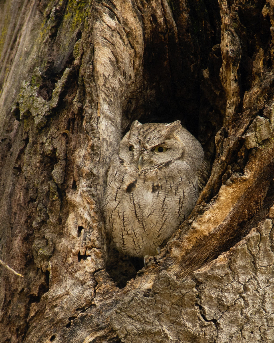 image Western Screech-Owl
